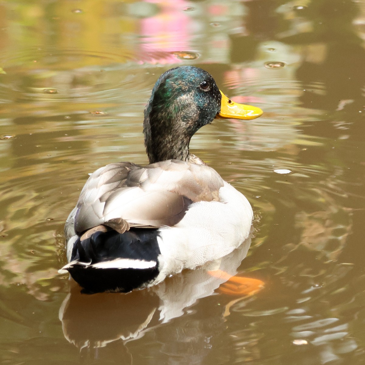 Canard colvert - ML643562064