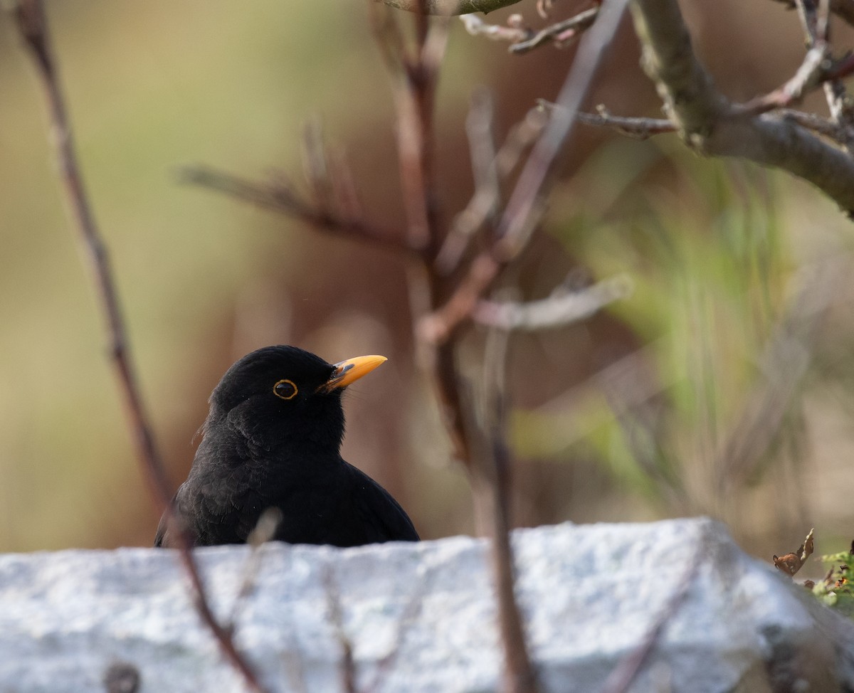 Eurasian Blackbird - ML643562069