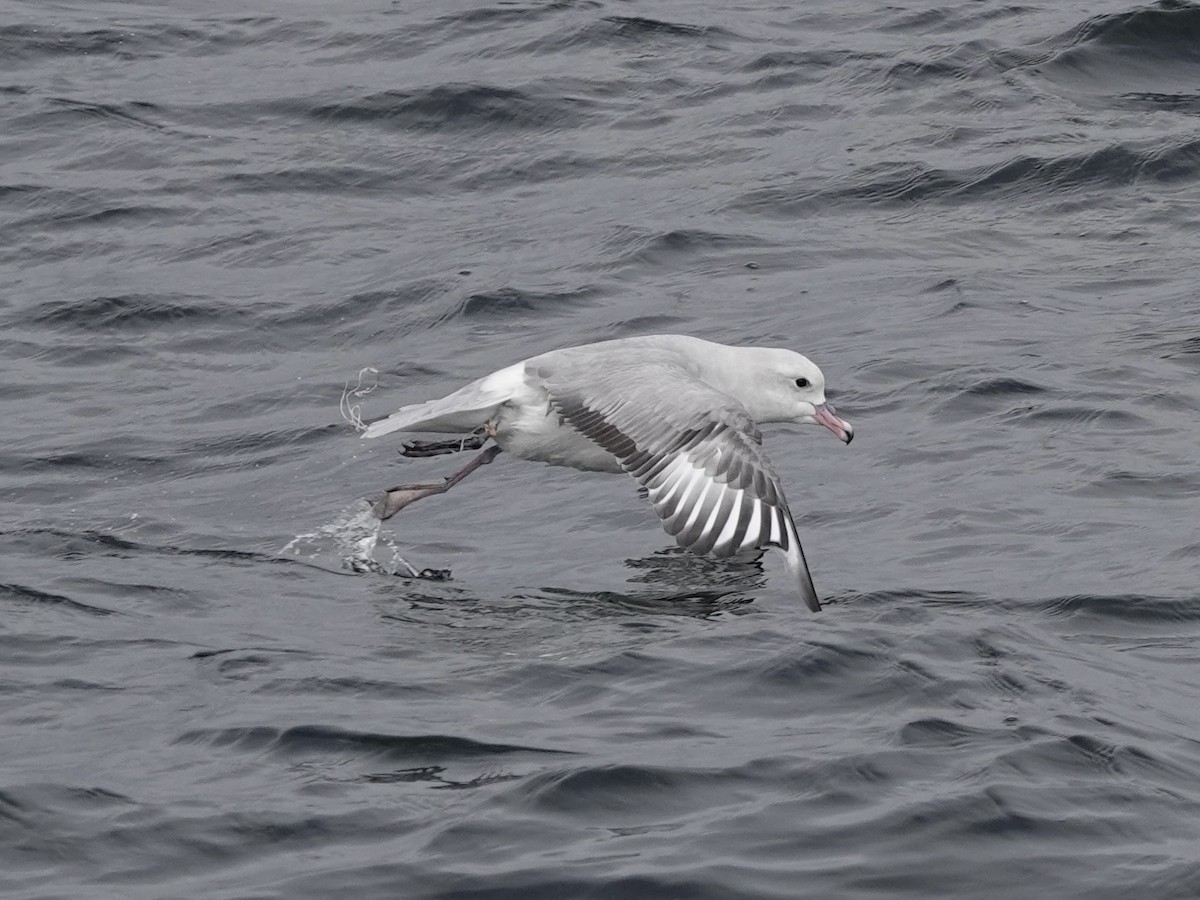Southern Fulmar - ML643562077