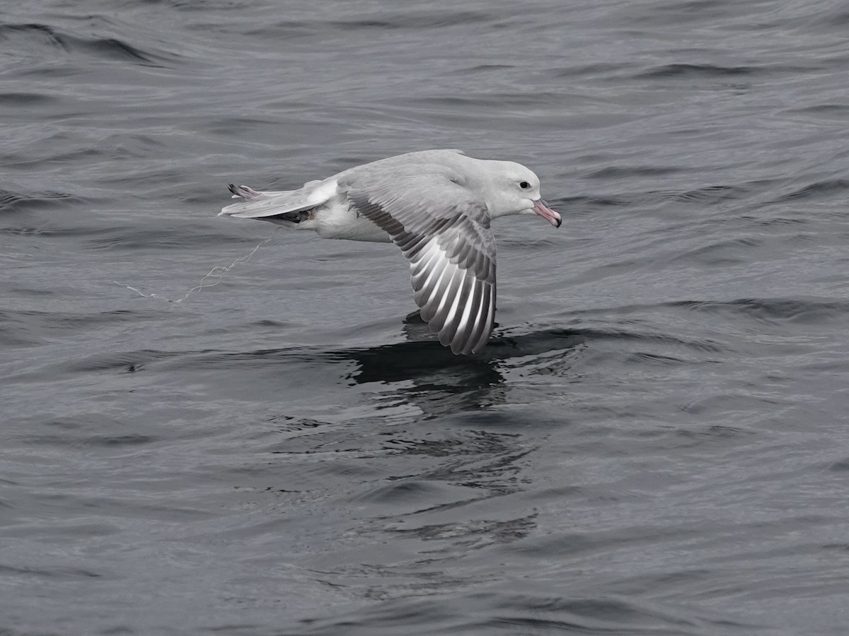 Southern Fulmar - ML643562078