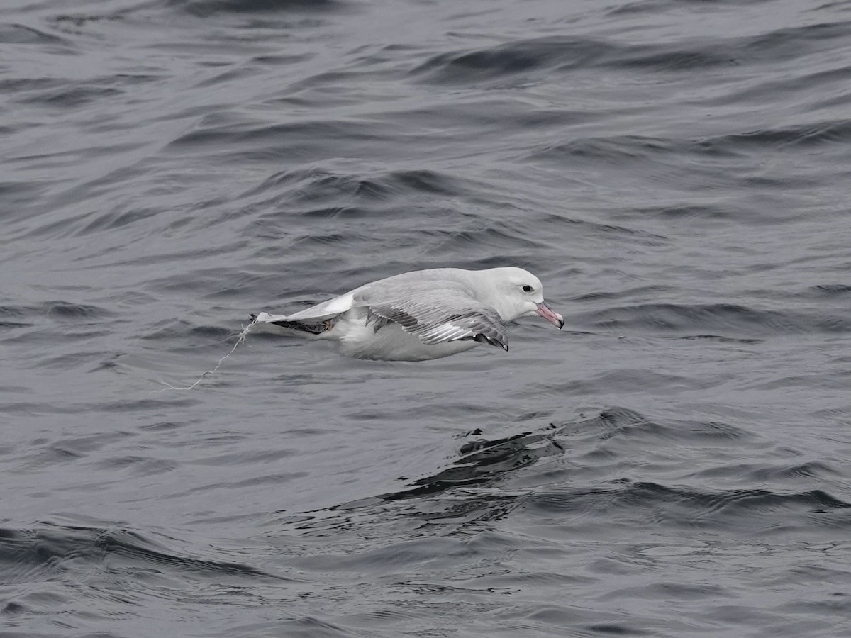 Southern Fulmar - ML643562079
