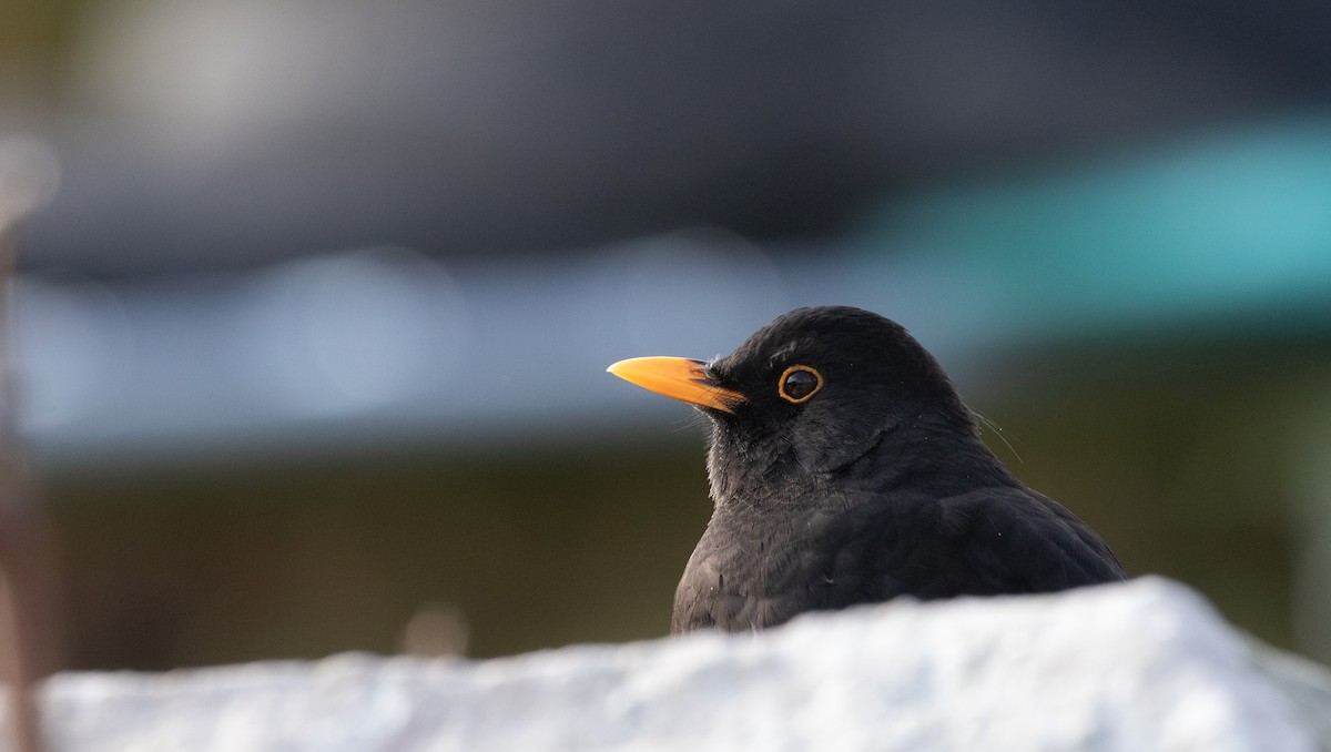Eurasian Blackbird - ML643562080
