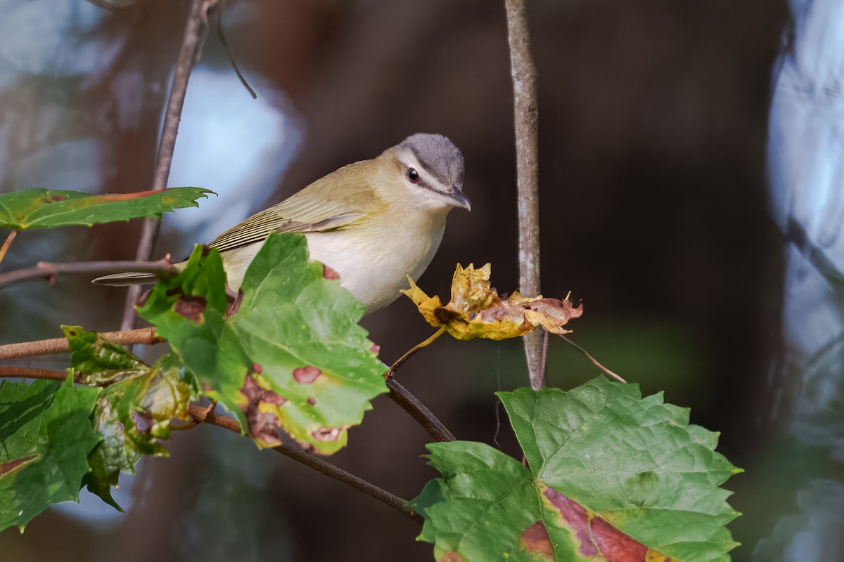 Red-eyed Vireo - ML643562086