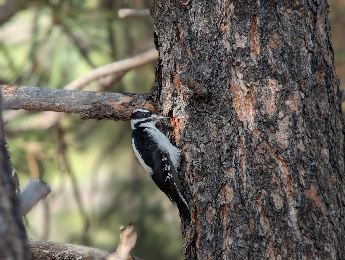 Hairy Woodpecker - ML643562090