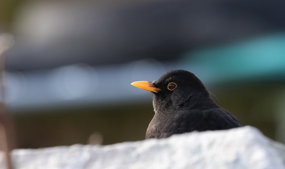 Eurasian Blackbird - ML643562095