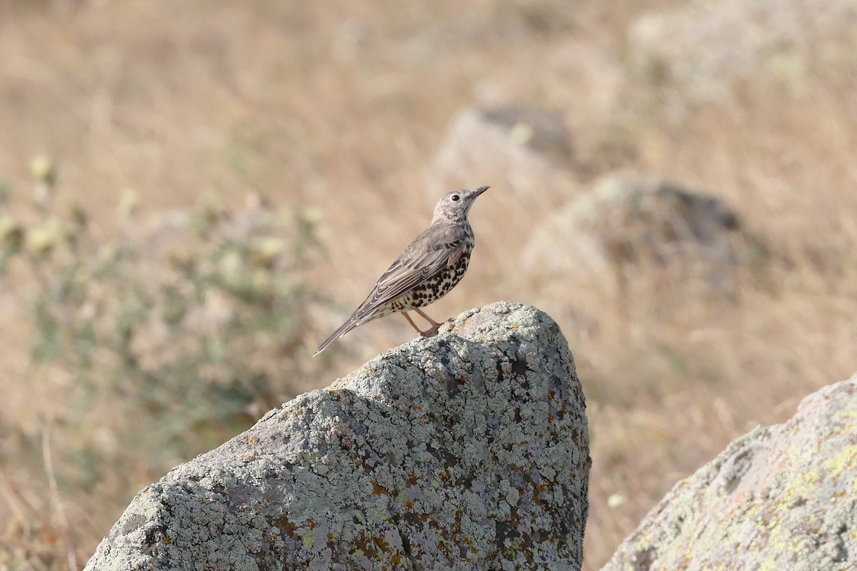 Mistle Thrush - ML643562097