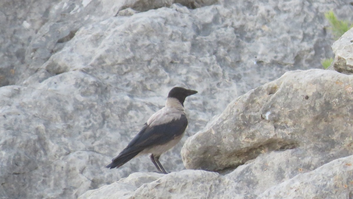 Hooded Crow - ML643562101
