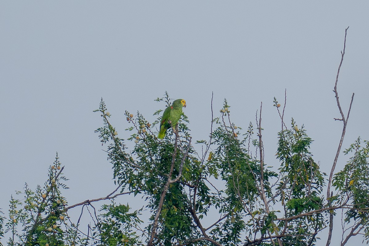 Yellow-headed Amazon (Mainland) - ML643562105