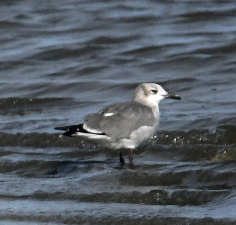 Aztekenmöwe - ML643562127