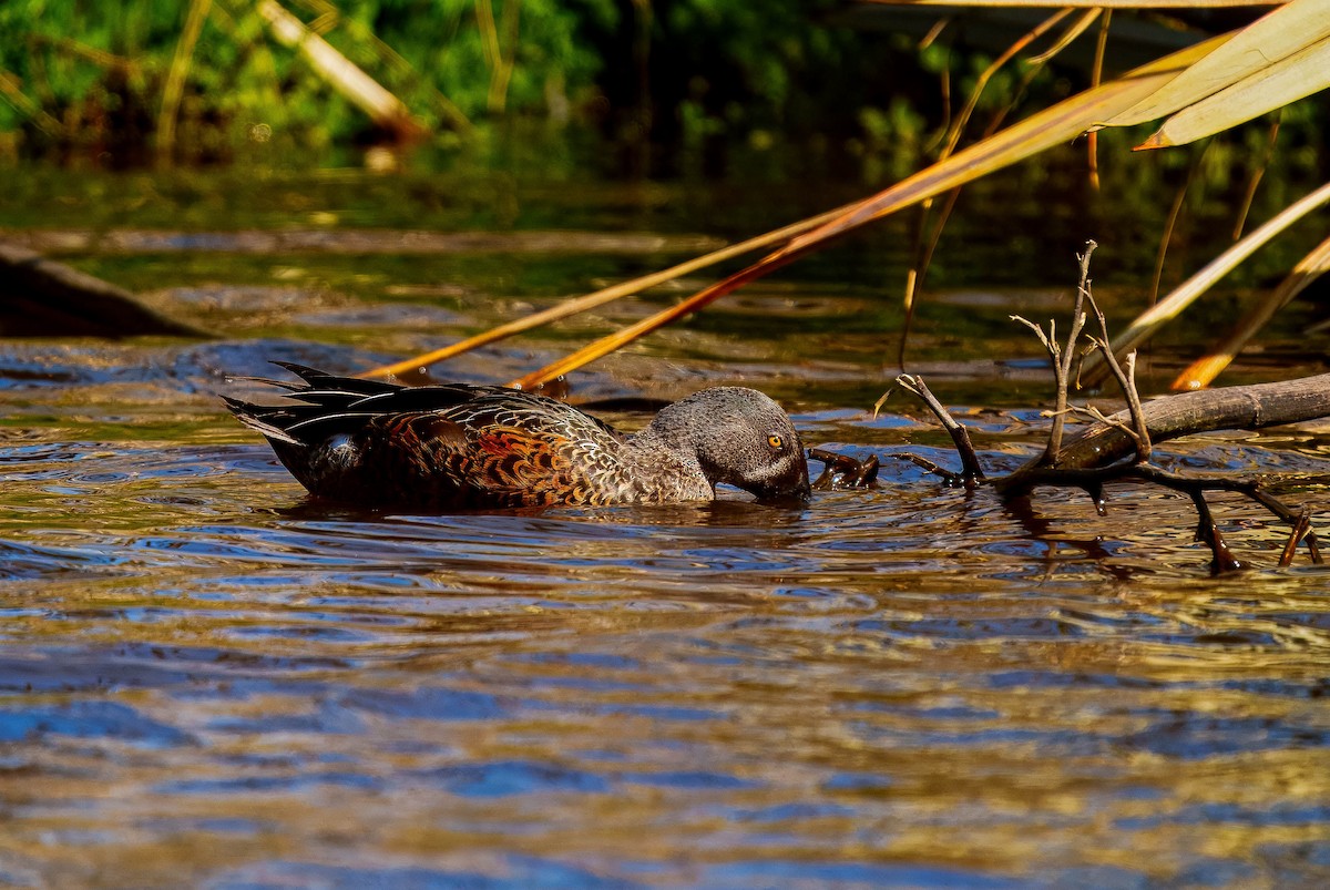 Australasian Shoveler - ML643562136