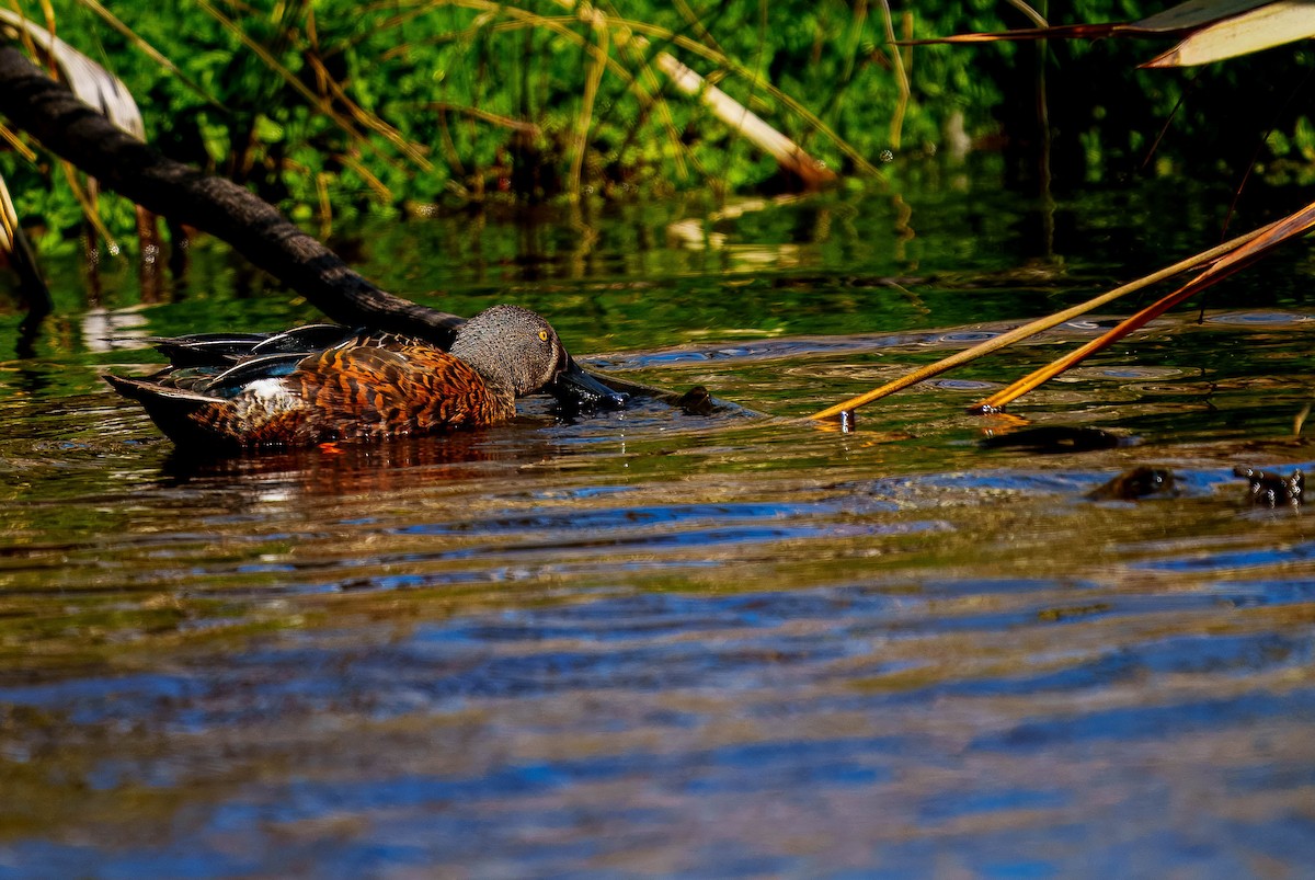 Australasian Shoveler - ML643562137