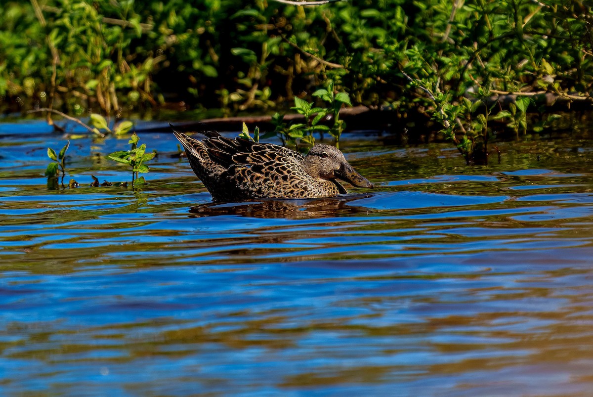 Australasian Shoveler - ML643562138
