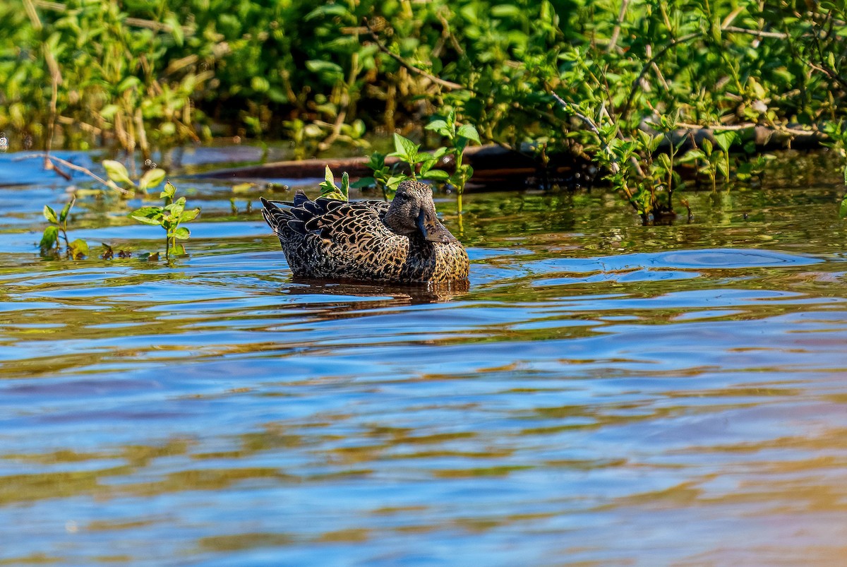 Australasian Shoveler - ML643562139