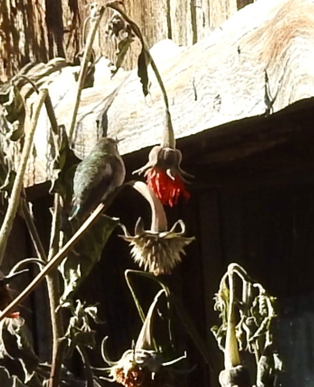 Costa's Hummingbird - ML643562141