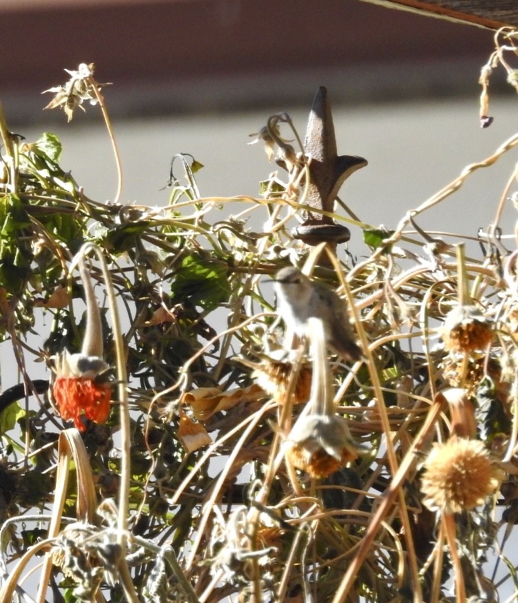 Costa's Hummingbird - ML643562142