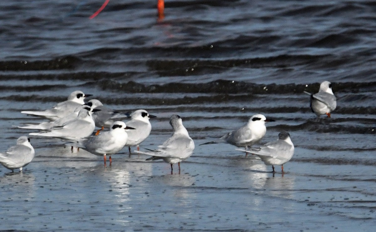 メリケンアジサシ - ML643562143