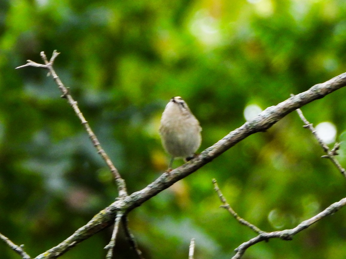 Roitelet à couronne dorée - ML643562148