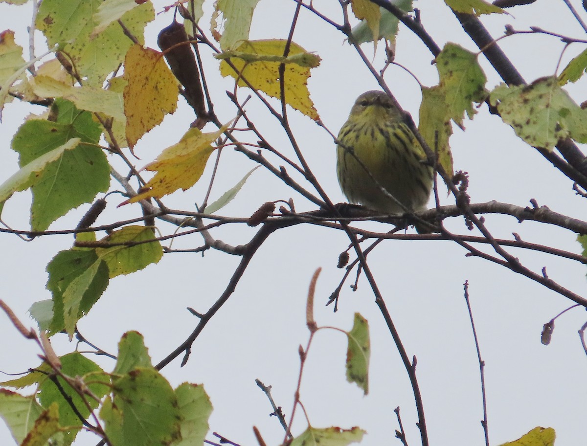 Cape May Warbler - ML643562150