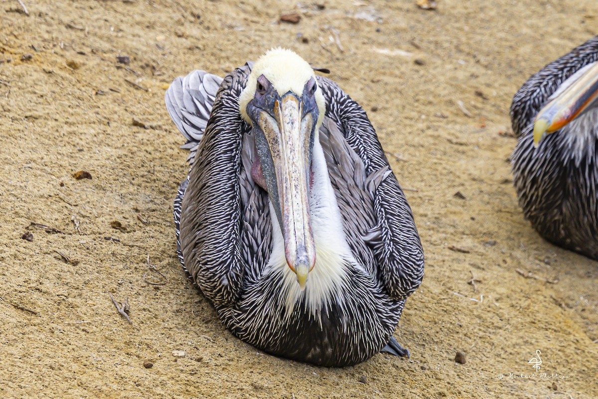 カッショクペリカン（californicus） - ML643562189