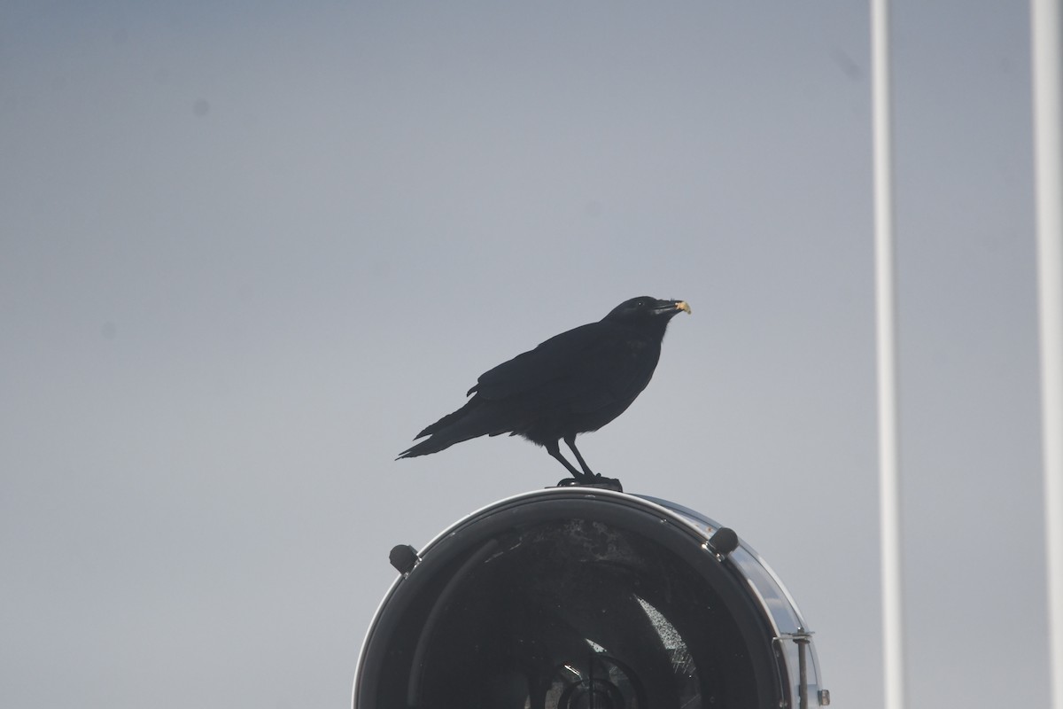 Fish Crow - ML643562192