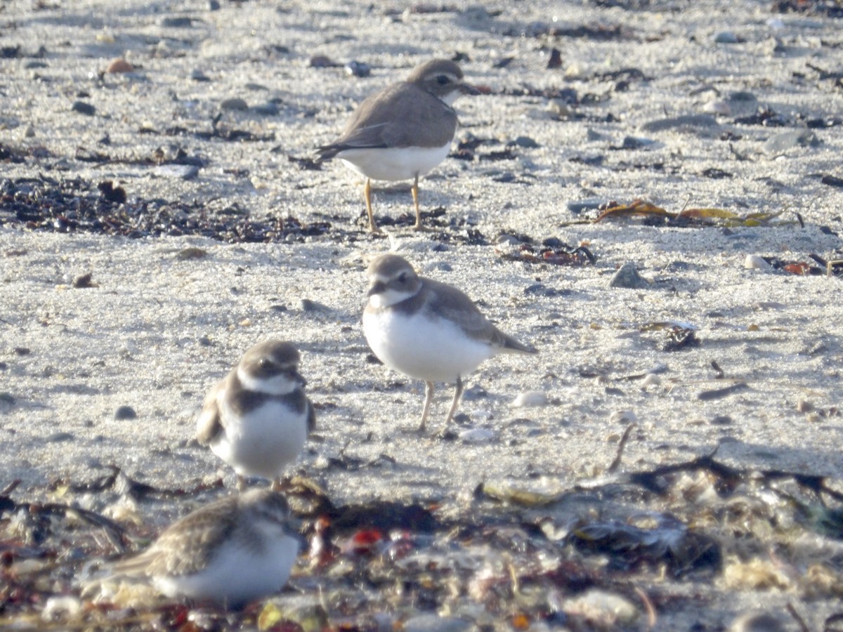 Semipalmated Plover - ML643562194