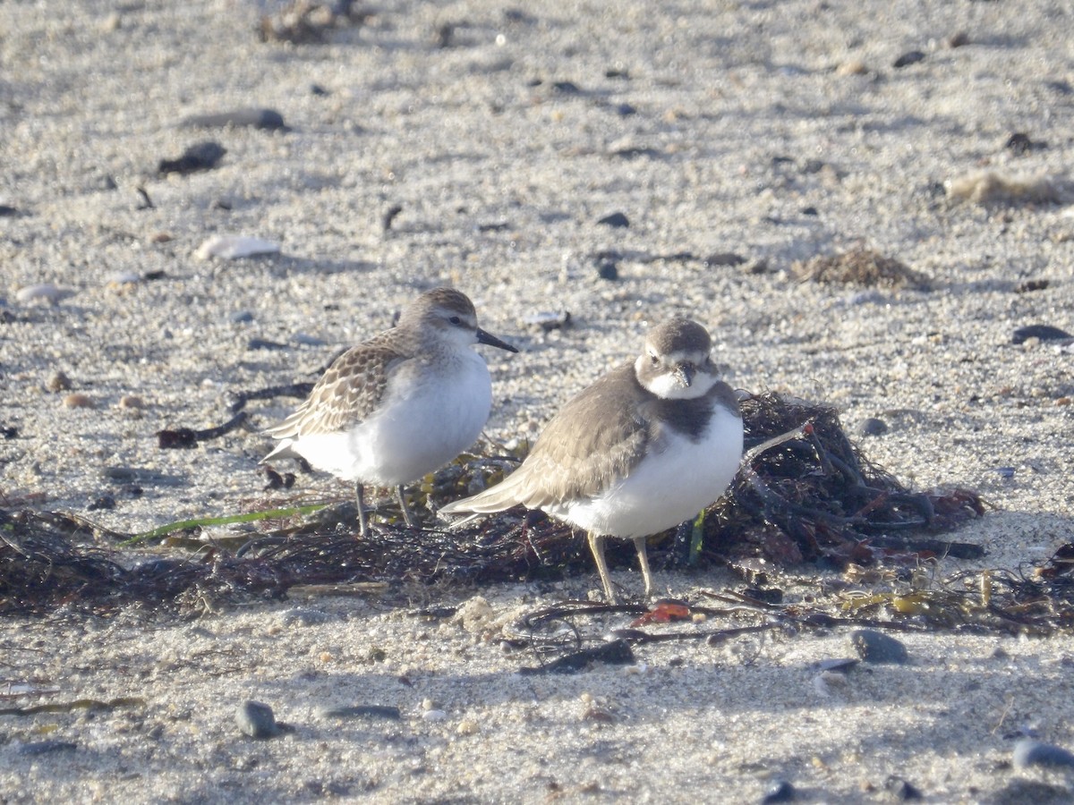 Semipalmated Plover - ML643562195