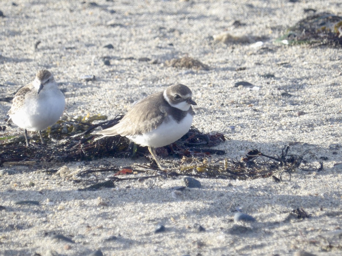 Semipalmated Plover - ML643562196