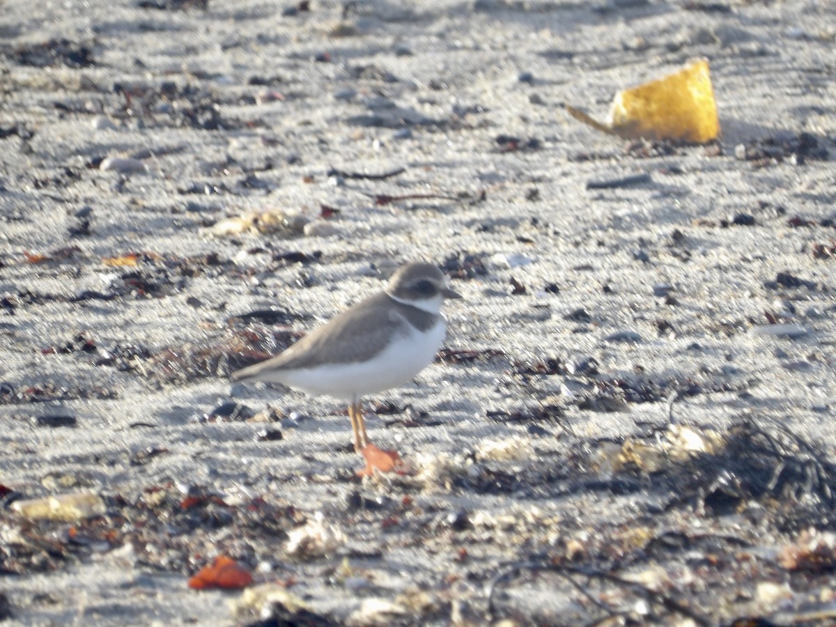 Semipalmated Plover - ML643562198