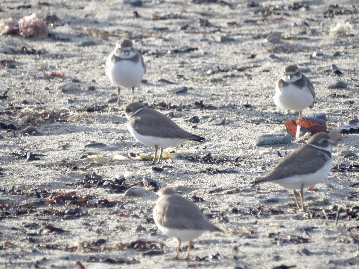 Semipalmated Plover - ML643562199