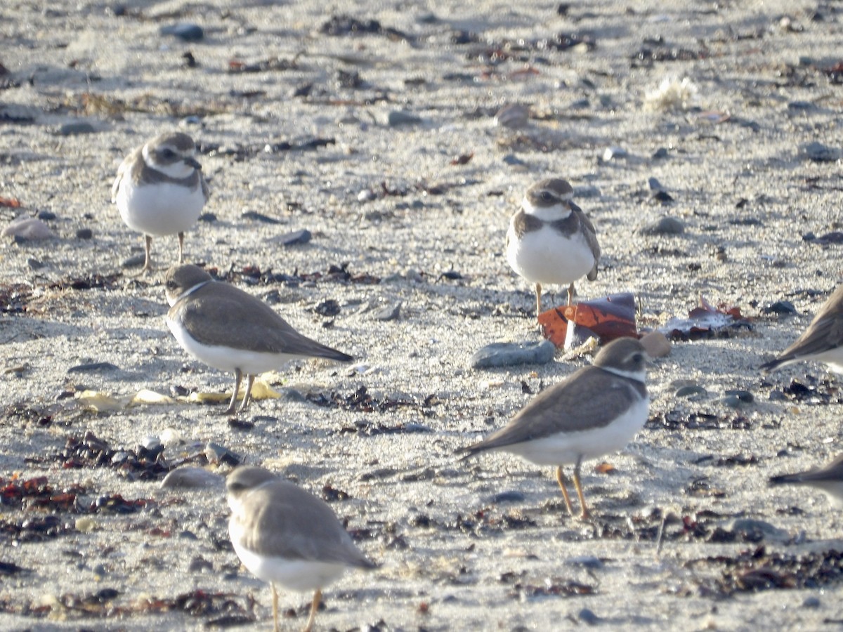 Semipalmated Plover - ML643562200
