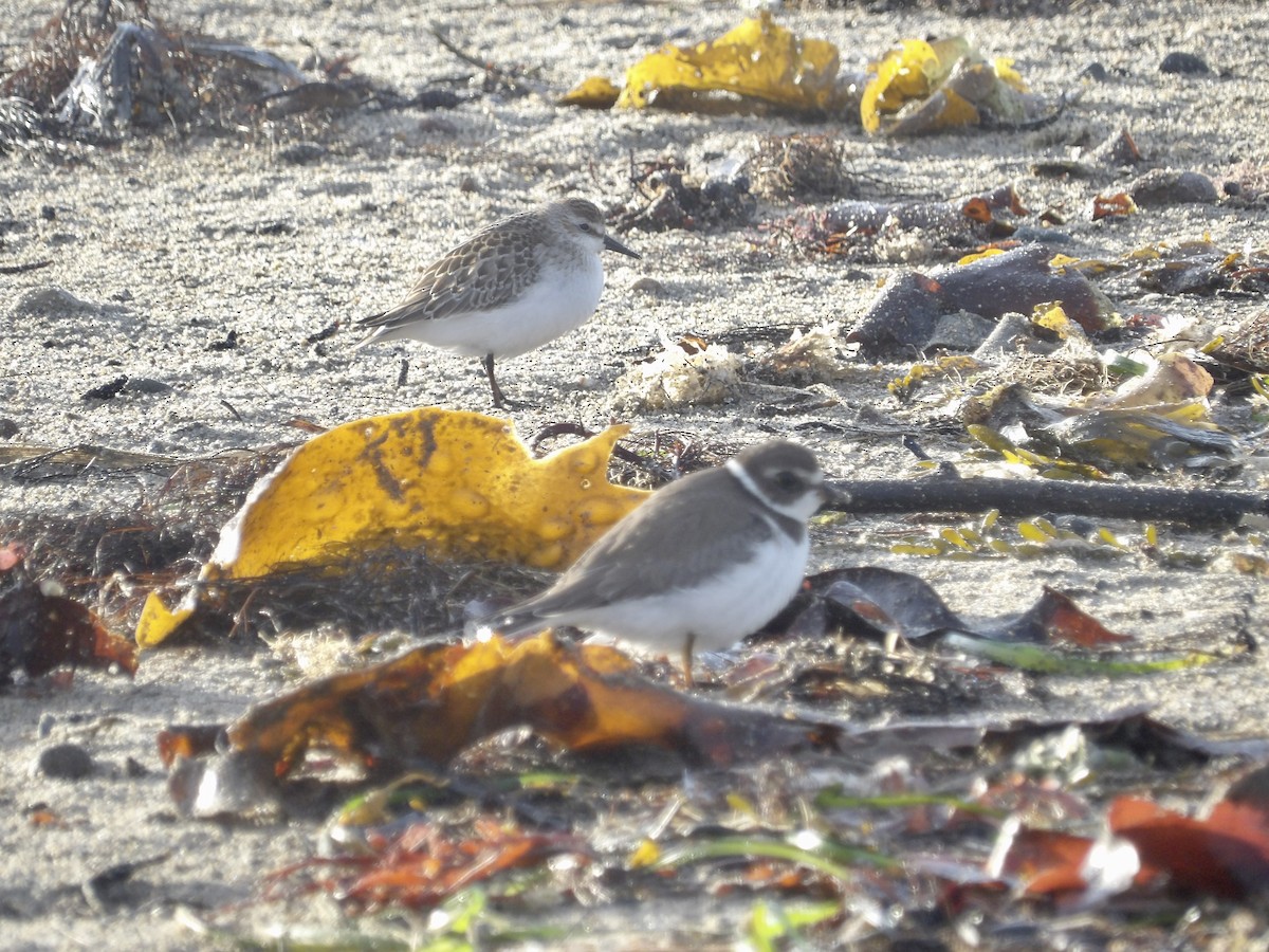 Semipalmated Plover - ML643562201
