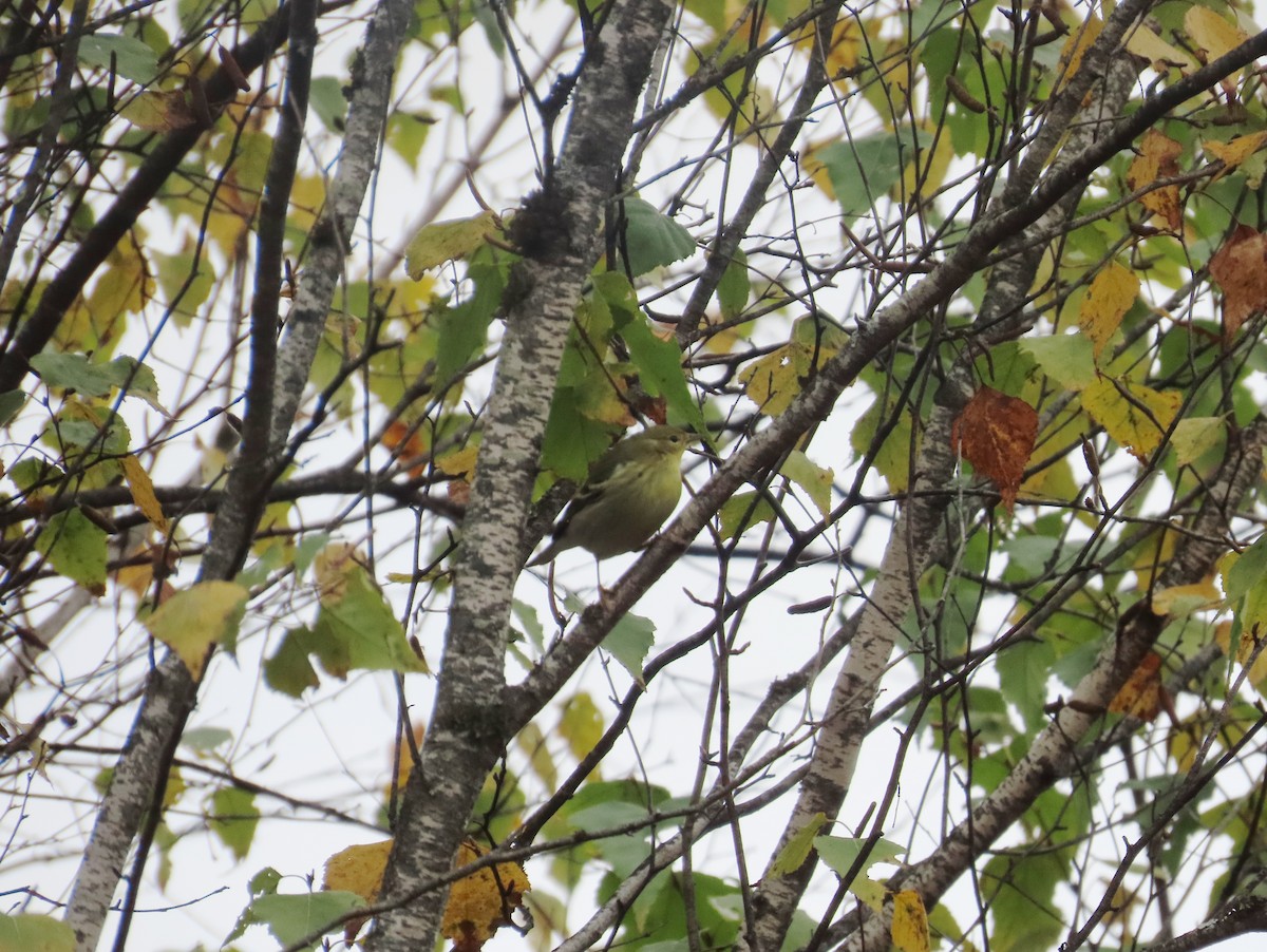 Blackpoll Warbler - ML643562209