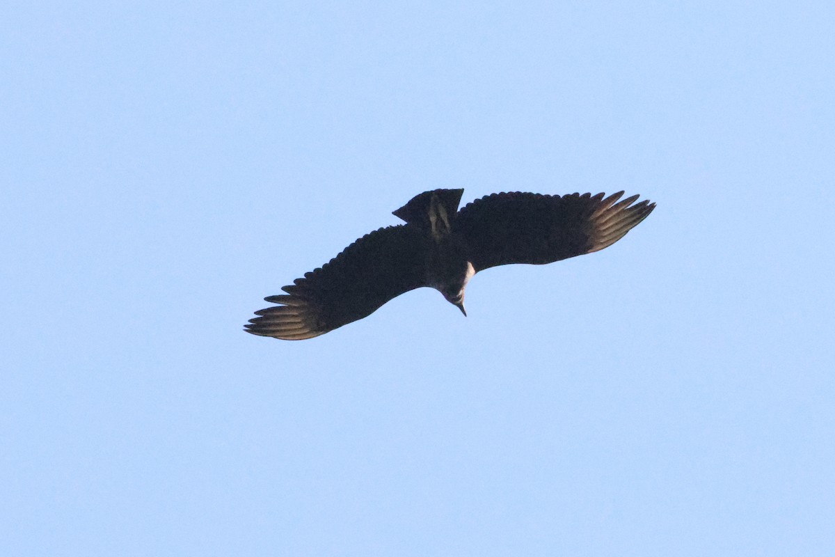 Black Vulture - ML643562227