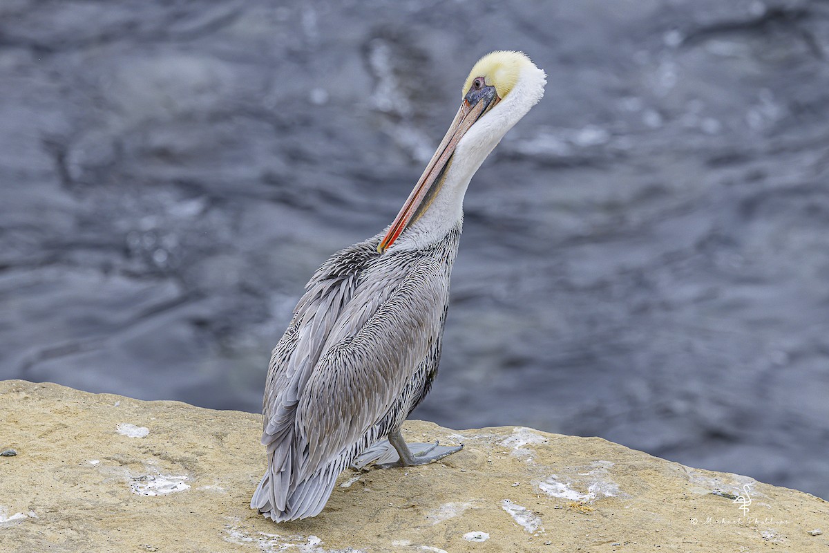 カッショクペリカン（californicus） - ML643562248