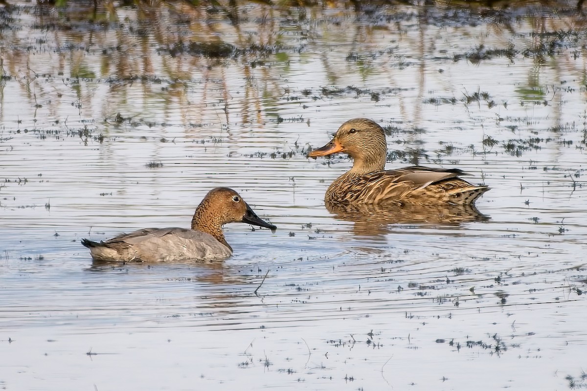 Canvasback - ML643562251
