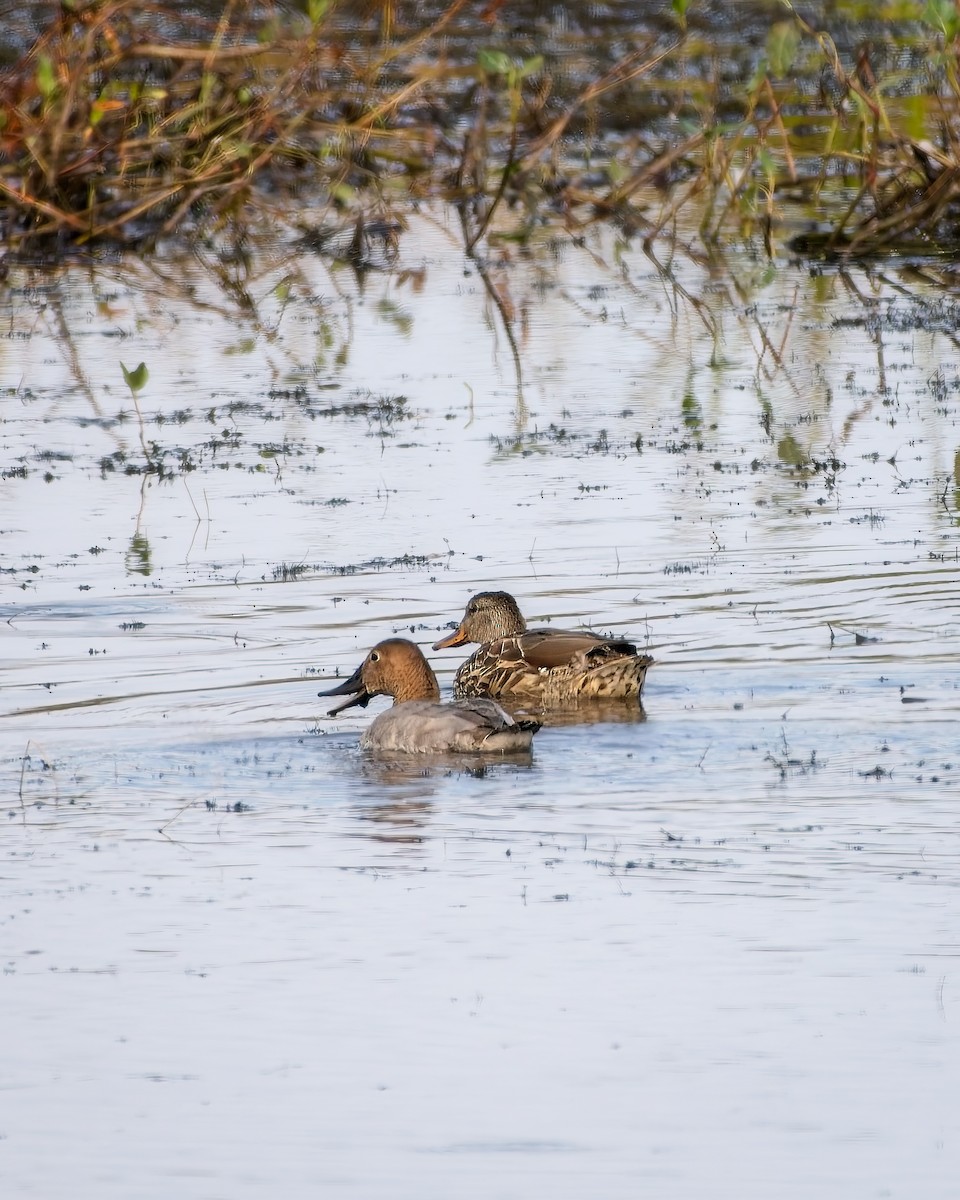 Canvasback - ML643562252