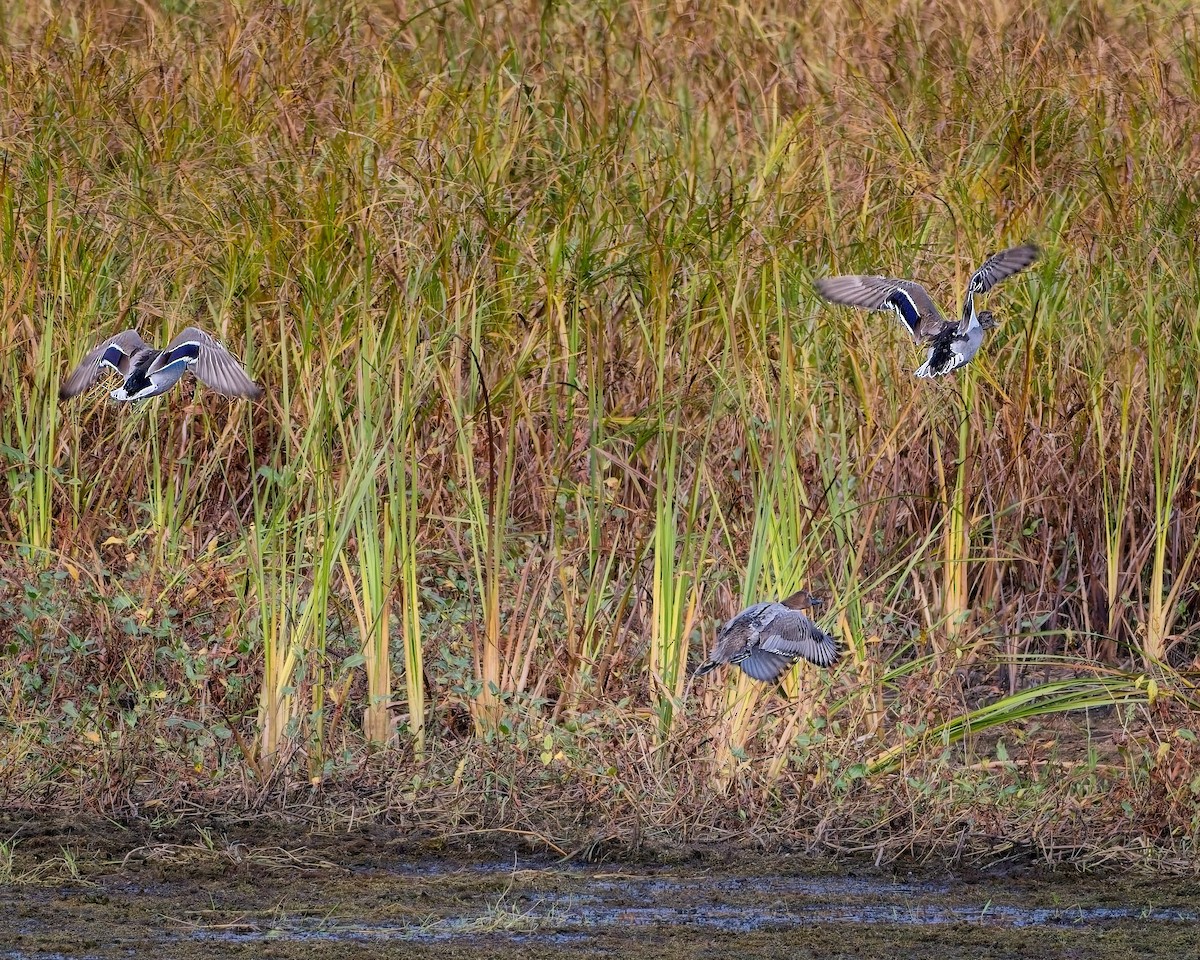 Canvasback - ML643562253