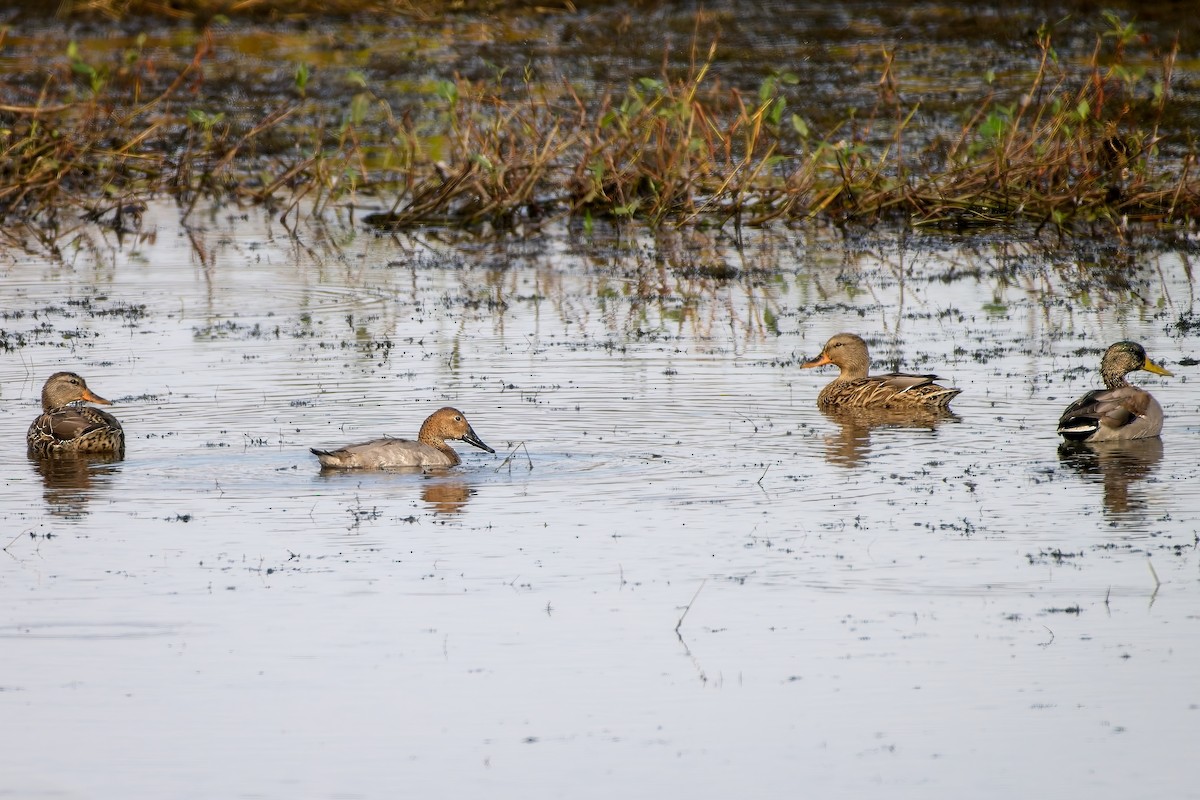 Canvasback - ML643562254