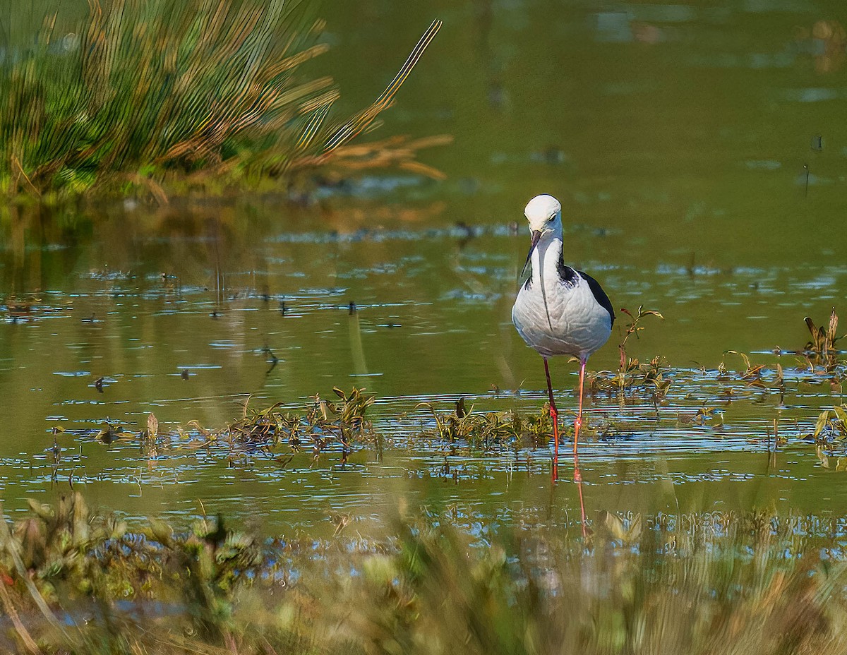 Cigüeñuela Australiana - ML643562265