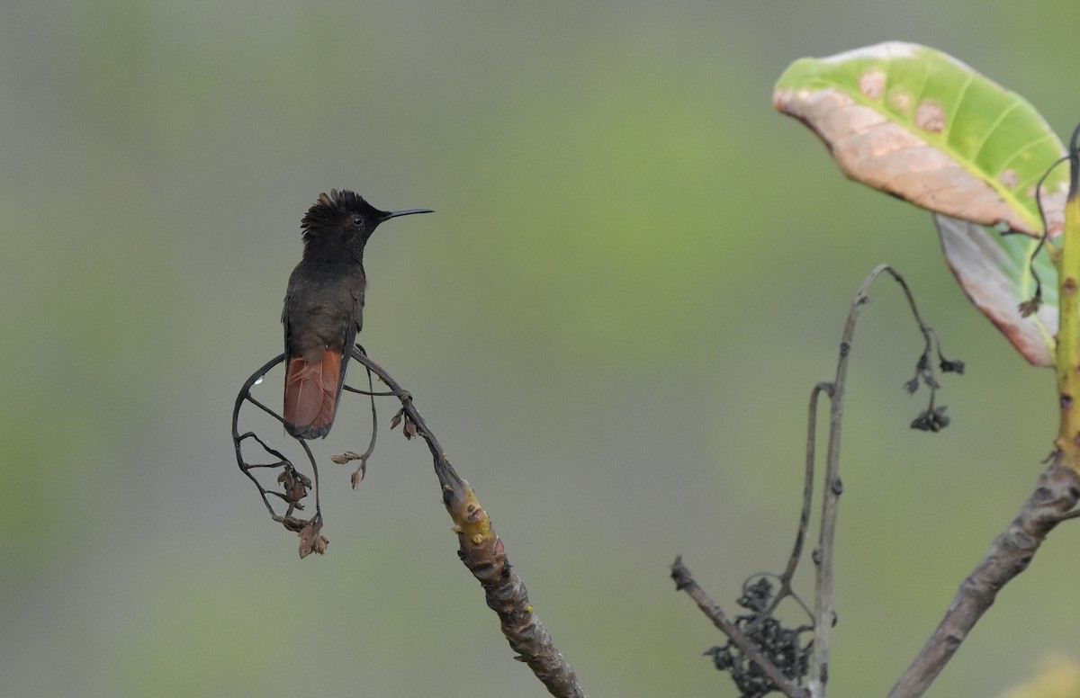 Ruby-topaz Hummingbird - ML643562268
