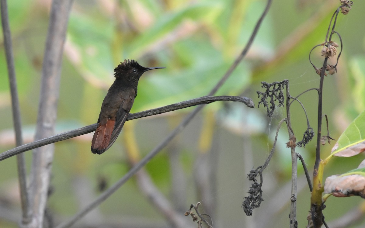 Ruby-topaz Hummingbird - ML643562269