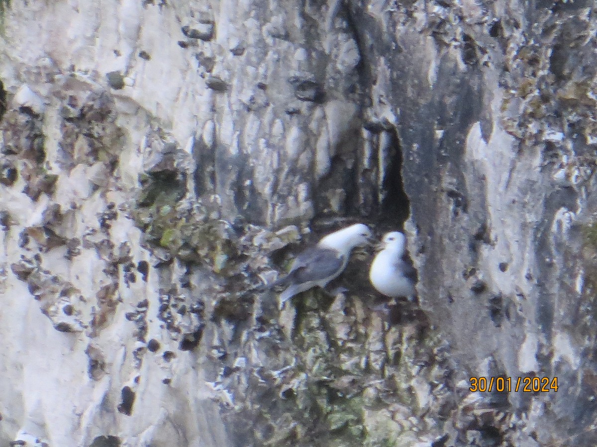 Northern Fulmar - ML643562272