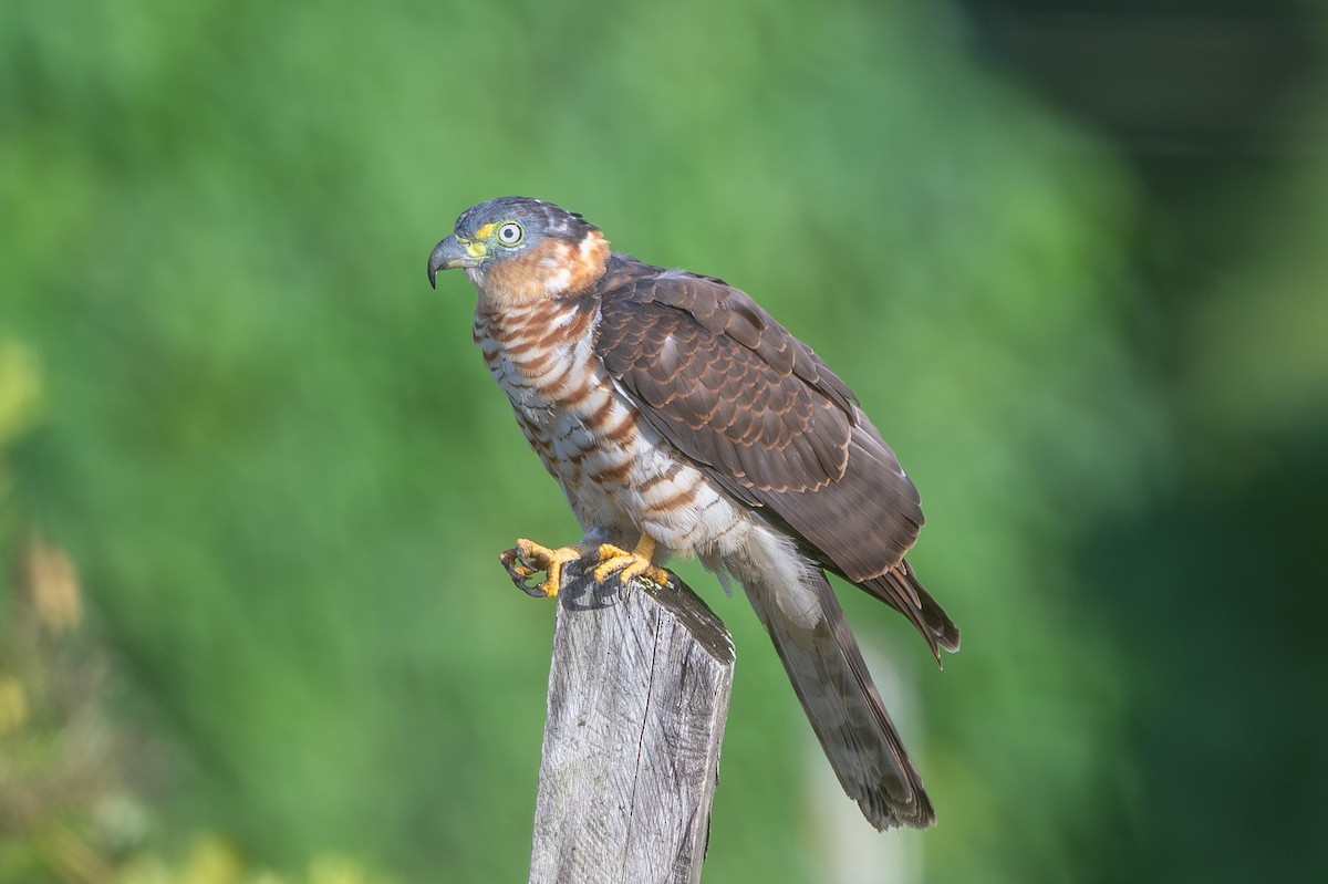 Hook-billed Kite - ML643562285