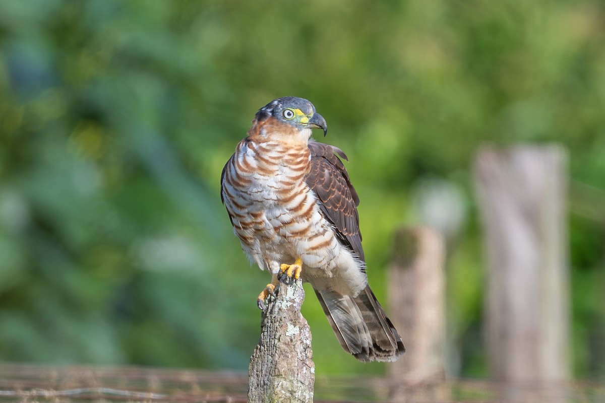 Hook-billed Kite - ML643562286