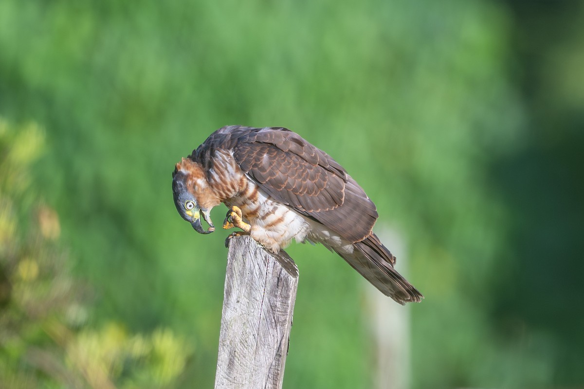 Hook-billed Kite - ML643562287