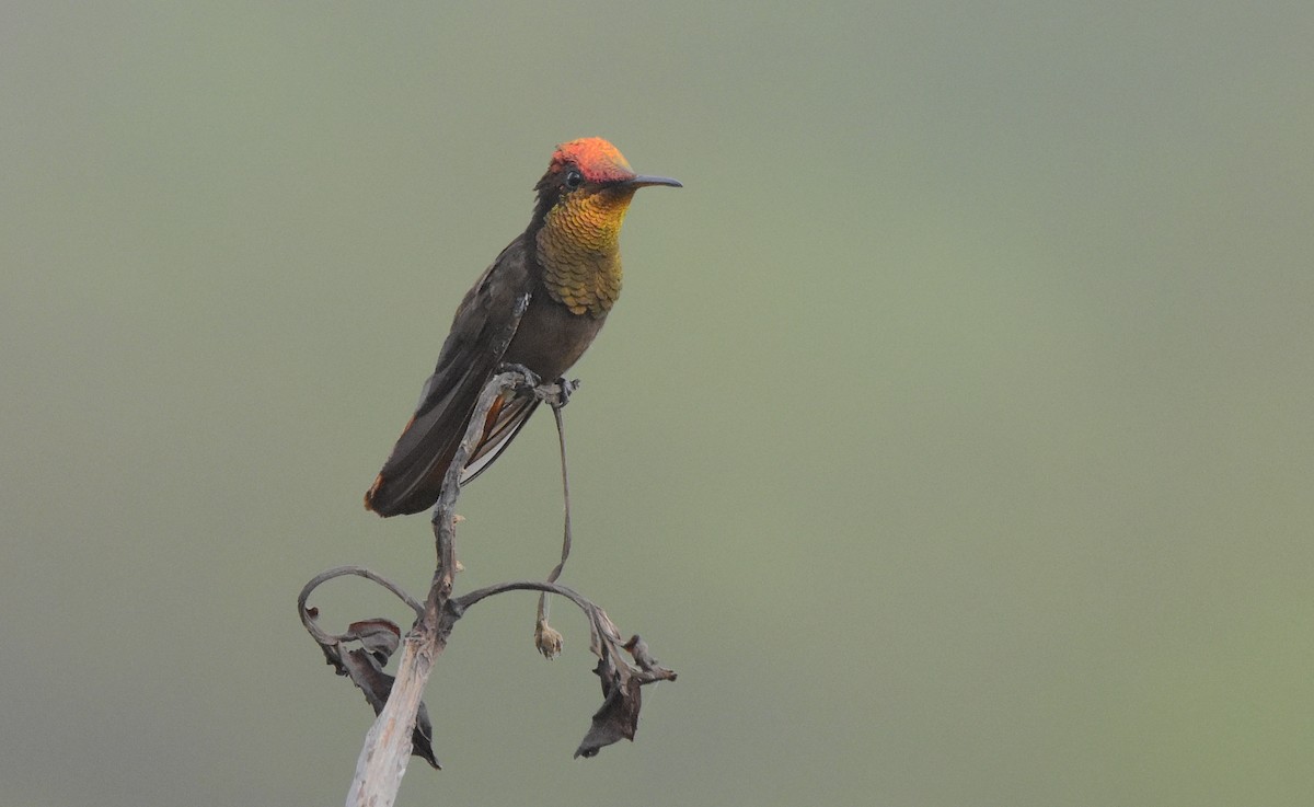 Ruby-topaz Hummingbird - ML643562290