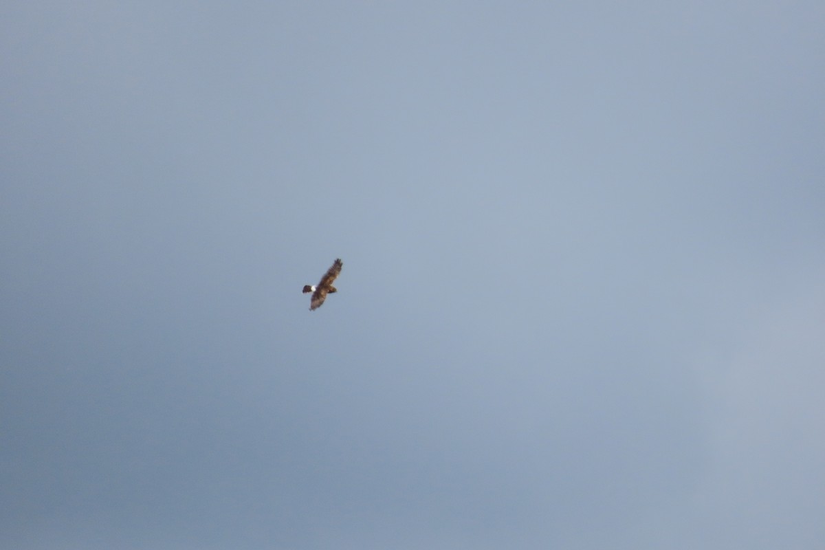Northern Harrier - ML643562292
