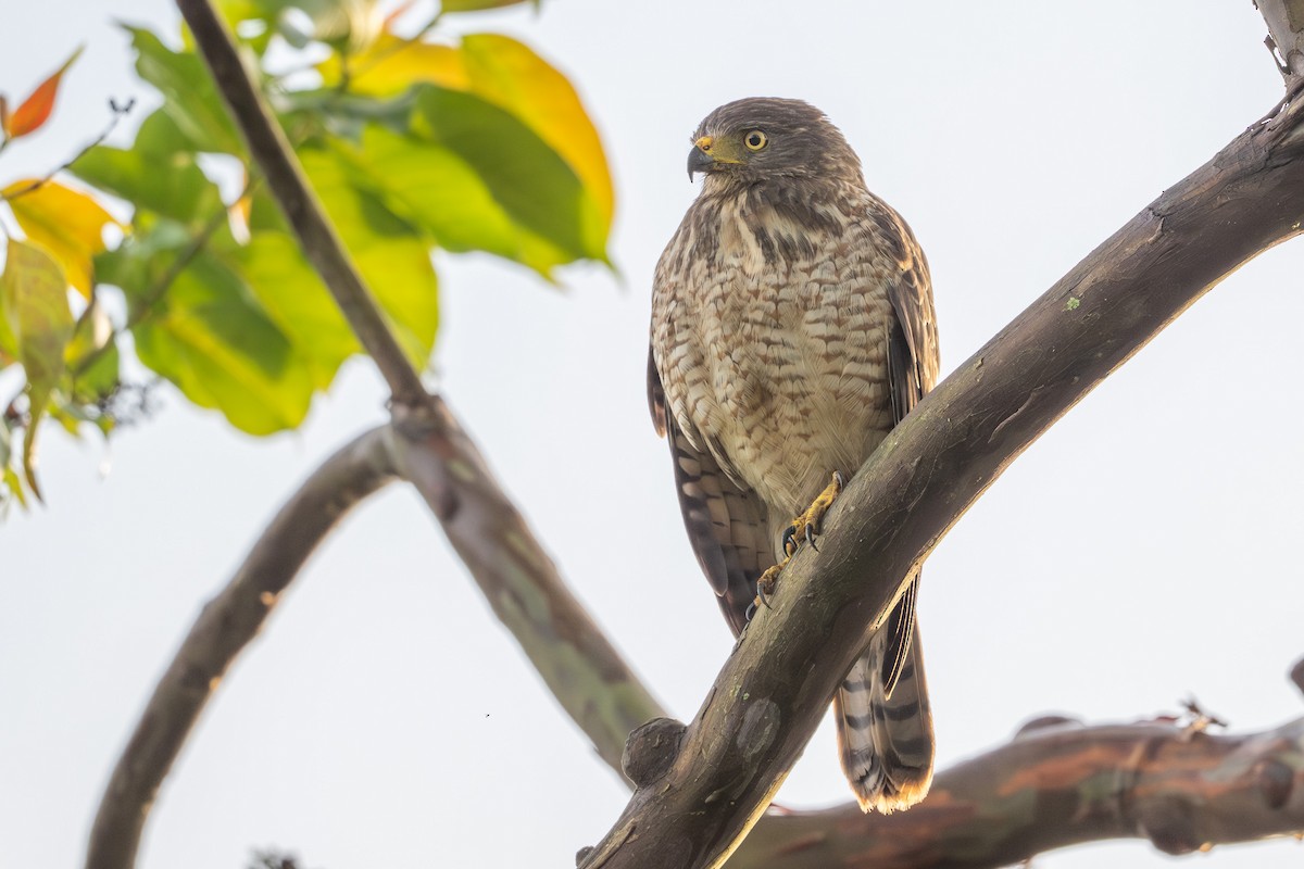 Roadside Hawk - ML643562293