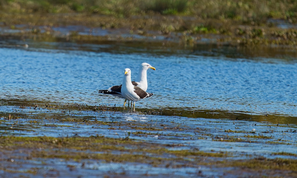Gaviota Cocinera - ML643562298