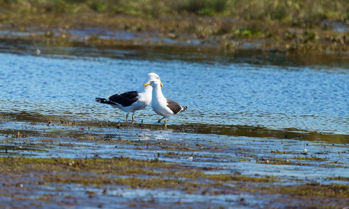 Gaviota Cocinera - ML643562299